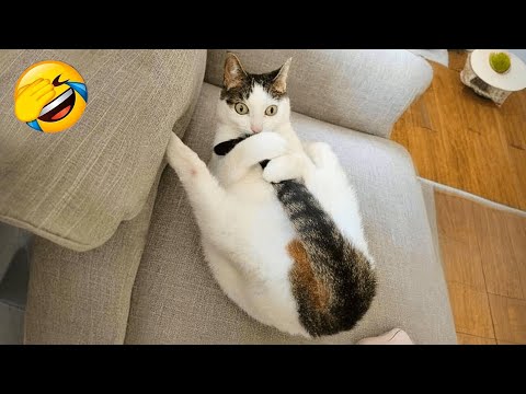 New Funny Cat and Dog Videos 2026 😹🐶 Funniest Animals 🤣 Part 3