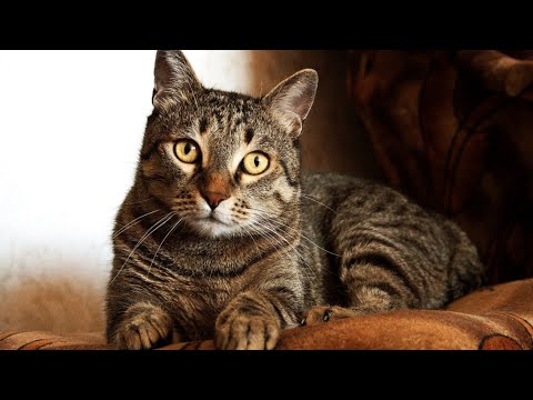 Vidéo de chat drôle. Quotidien des chats ...#8 - Secrets de Chats Vidéo de chat drôle. Quotidien des chats ...#8
