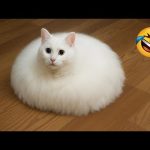 You Will Die Laughing At These Cats 😹🐶 The Funniest Cat & Dog 2026