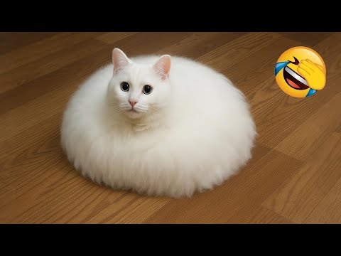 You Will Die Laughing At These Cats 😹🐶 The Funniest Cat & Dog 2026