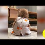 Vidéo Chat Drôle ! Chat drôle à mourir de rire ! *15* #short