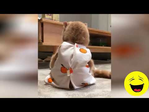 Vidéo Chat Drôle ! Chat drôle à mourir de rire ! *15* #short - Secrets de Chats Vidéo Chat Drôle ! Chat drôle à mourir de rire ! *15* #short