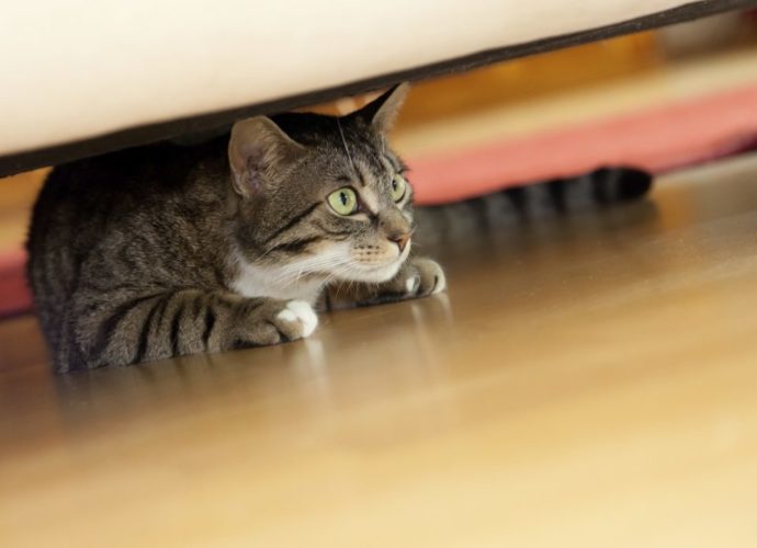 Comprendre les attitudes du chat - Secrets de Chats Comprendre les attitudes du chat