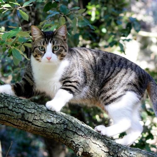 Comment le chat retrouve-t-il son chemin pour rentrer chez lui ? - Secrets de Chats Comment le chat retrouve-t-il son chemin pour rentrer chez lui ?