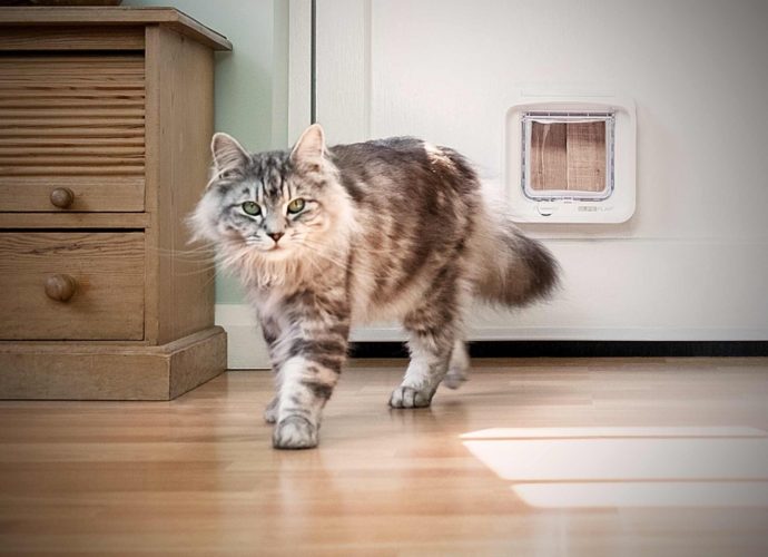 Pourquoi certains chats sautillent-ils sur leurs pattes arrière pour vous accueillir ? - Secrets de Chats Pourquoi certains chats sautillent-ils sur leurs pattes arrière pour vous accueillir ?