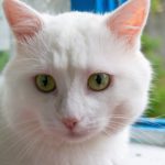 Les conseils de base pour bien nourrir son chat