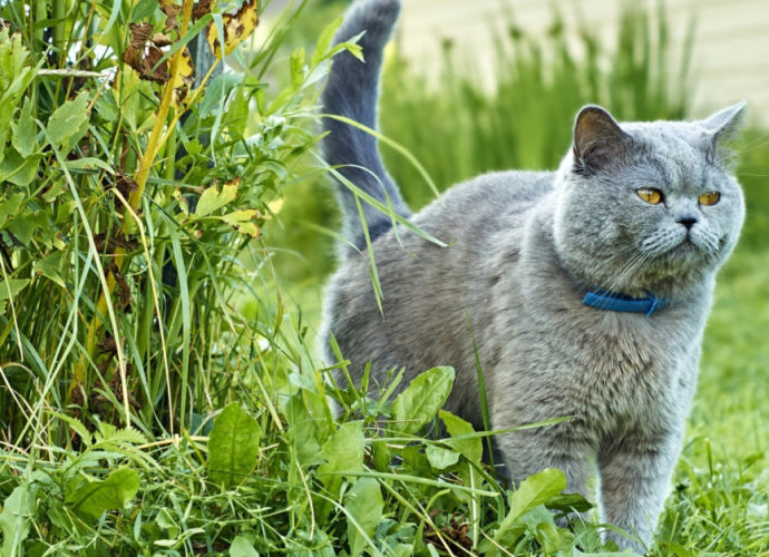Pourquoi le chat mâle arrose-t-il d’urine le mur du jardin ? - Secrets de Chats Pourquoi le chat mâle arrose-t-il d’urine le mur du jardin ?