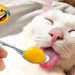 Funny animals will make you laugh uncontrollably 😂