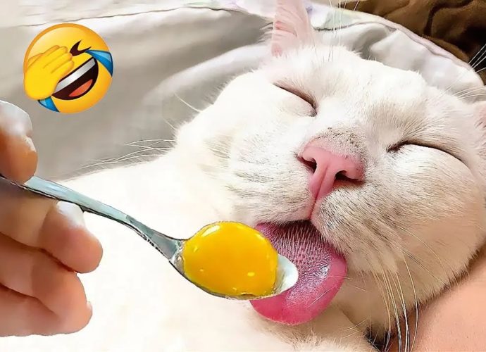 Funny animals will make you laugh uncontrollably 😂