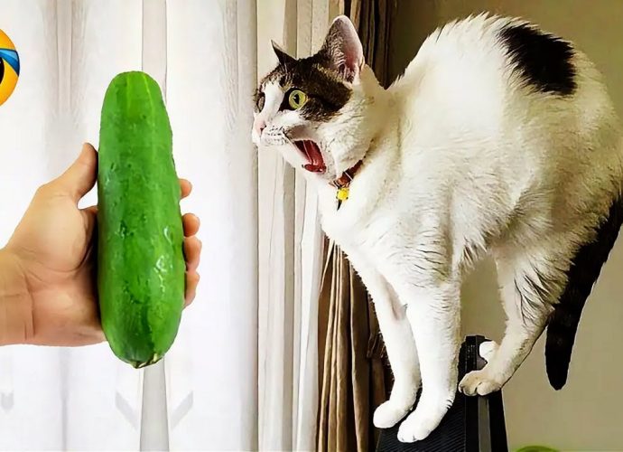 Funny cats and dogs will make you die laughing 😂