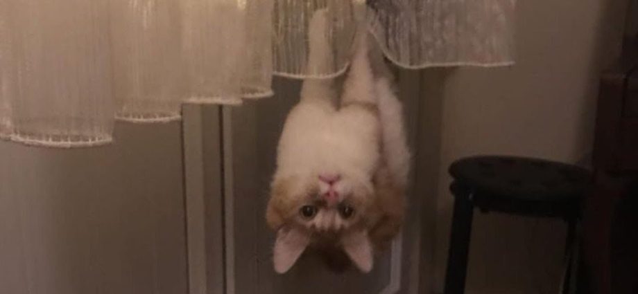Super CUTE & FUNNY CATS videos 2019 - Can't Stop Laughing - Secrets de Chats Super CUTE & FUNNY CATS videos 2019 - Can't Stop Laughing