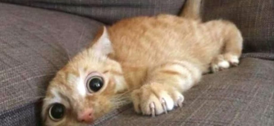 Funniest Scaredy Cats Compilation - Secrets de Chats Funniest Scaredy Cats Compilation