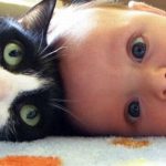 Baby and Cats Funny Compilation