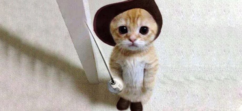Super Cute Cats Compilation - Secrets de Chats Super Cute Cats Compilation