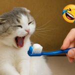 You Laugh You Lose 😂 New Funny Animals 2025 😅