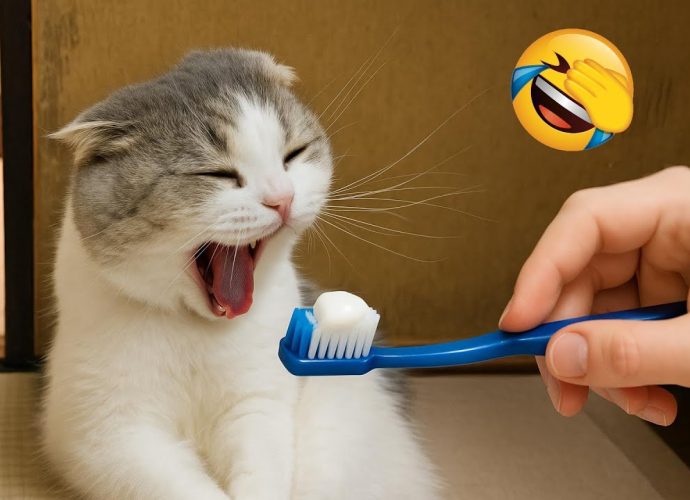 You Laugh You Lose 😂 New Funny Animals 2025 😅