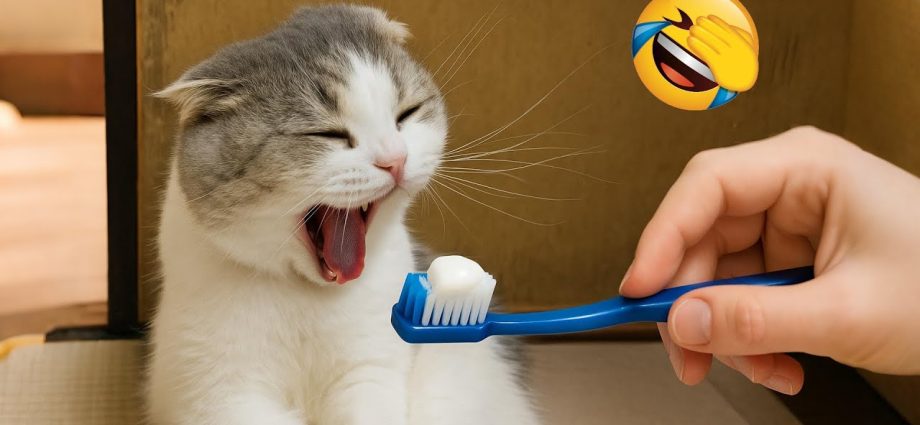 You Laugh You Lose 😂 New Funny Animals 2025 😅