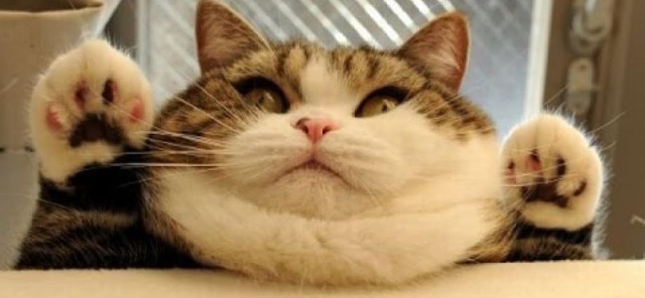 Funny Cats Compilation (Most Popular) Part 1 - Secrets de Chats Funny Cats Compilation (Most Popular) Part 1