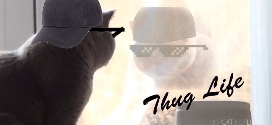 Thug Life Cats Compilation - Secrets de Chats Thug Life Cats Compilation