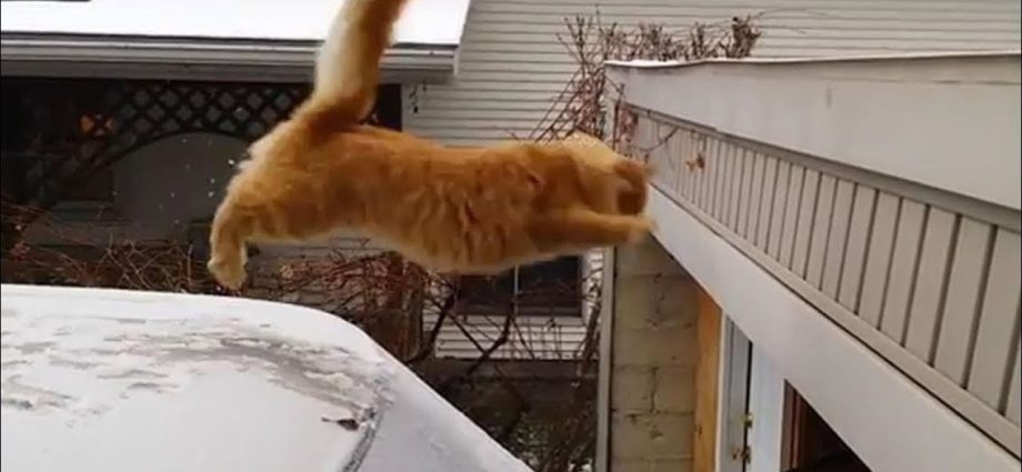 Funny Cats Jump Fail Compilation - Secrets de Chats Funny Cats Jump Fail Compilation