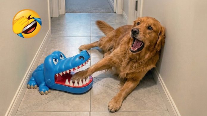 Try not to laugh 😂 Funny animals will make you die laughing 😹🐶 - Secrets de Chats Try not to laugh 😂 Funny animals will make you die laughing 😹🐶