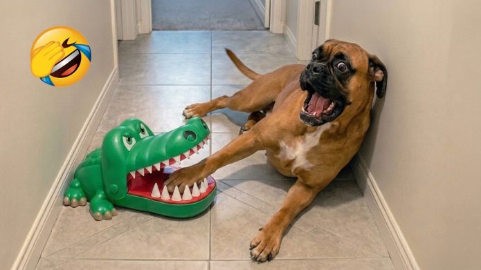 Try Not To Laugh 😂 Funniest Cats and Dogs Videos 2026 😹🐶 - Secrets de Chats Try Not To Laugh 😂 Funniest Cats and Dogs Videos 2026 😹🐶