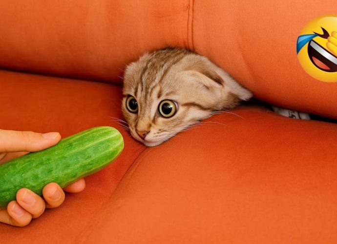 Hilarious Animals 2025 😂 New Funny Cats and Dogs Videos 😅