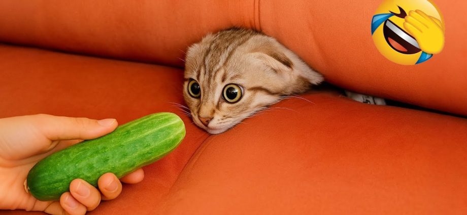 Hilarious Animals 2025 😂 New Funny Cats and Dogs Videos 😅