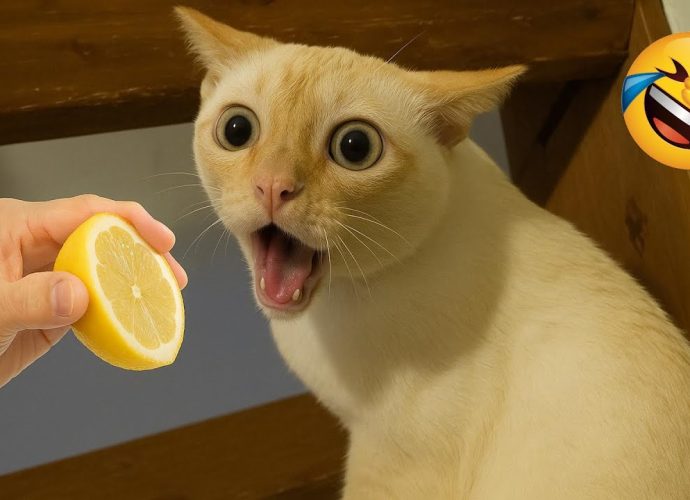 Try Not To Smile 😂 Funniest Cats and Dogs Videos 2025 😅