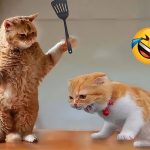 Try Not To Laugh 😂 Funniest Animals Moments 2025 😅