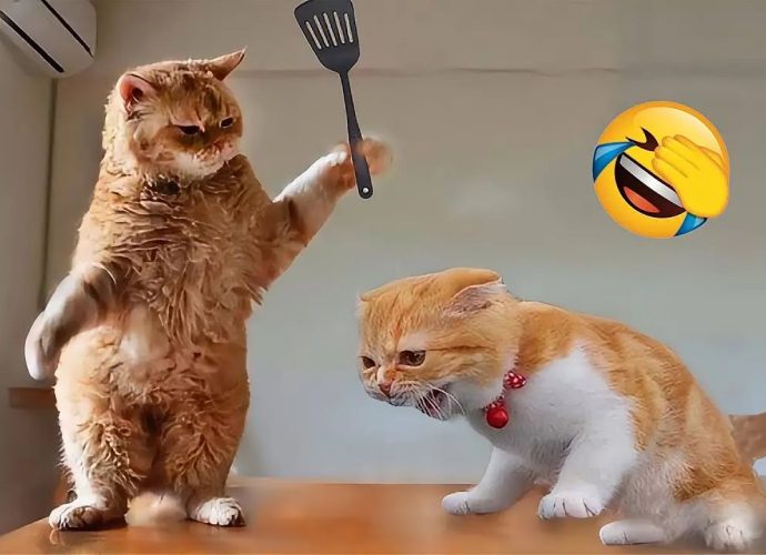 Try Not To Laugh 😂 Funniest Animals Moments 2025 😅