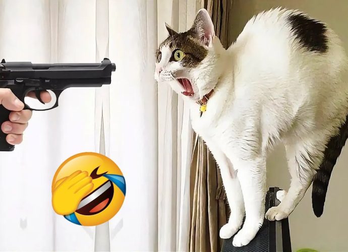 This is what makes cats and dogs so loved 😂
