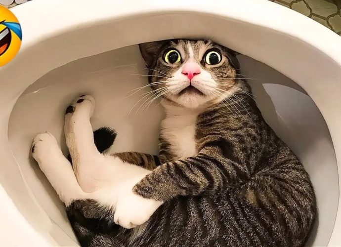 Hilarious cats and dogs will make you laugh to death 😂