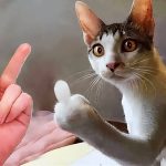 Hilarious cats will have you dying of laughter 😂