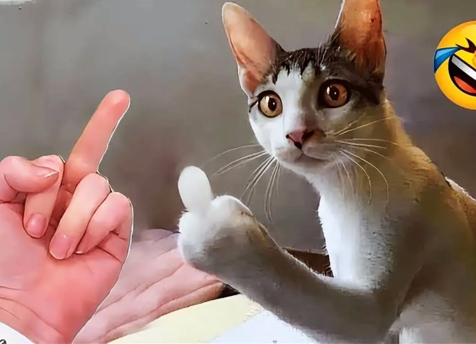 Hilarious cats will have you dying of laughter 😂