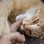 Pourquoi mon chat me mord-il en ronronnant ? - Secrets de Chats Pourquoi mon chat me mord-il en ronronnant ?