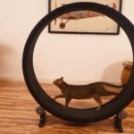 Les roues d'exercice pour chats