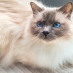 Le Sacré de Birmanie ou chat Birman