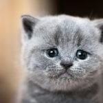 Mon chat est-il déprimé ?