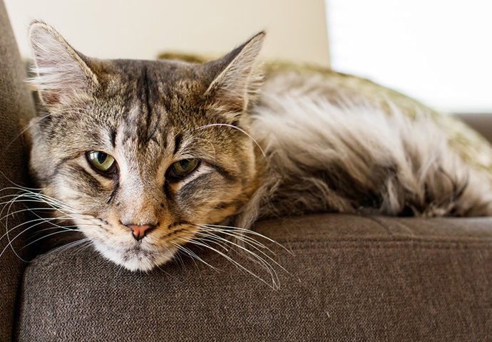 Comment les chats se comportent-ils en prenant de l’âge ? - Secrets de Chats Comment les chats se comportent-ils en prenant de l’âge ?