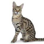 Le chat Savannah - Secrets de Chats Le chat Savannah