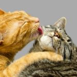 Les chats se souviennent-ils de leurs frères et sœurs ou de leur mère ?
