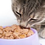 Pourquoi mon chat essaie-t-il d'enterrer sa nourriture ? - Secrets de Chats Pourquoi mon chat essaie-t-il d'enterrer sa nourriture ?
