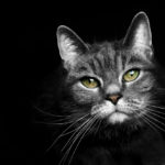 Les chats perdent-ils leurs moustaches ? Est-ce normal ? - Secrets de Chats Les chats perdent-ils leurs moustaches ? Est-ce normal ?