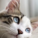 PRENDRE SOIN DE VOTRE CHAT - Secrets de Chats PRENDRE SOIN DE VOTRE CHAT