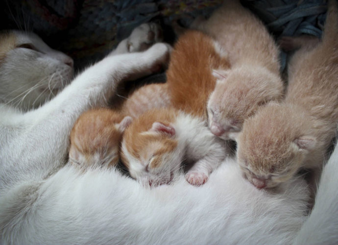 Pourquoi les chatons ne se chamaillent-ils quand ils tètent leur mère ? - Secrets de Chats Pourquoi les chatons ne se chamaillent-ils quand ils tètent leur mère ?